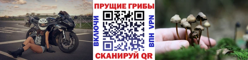 хочу   Ливны  Галлюциногенные грибы Psilocybine cubensis 